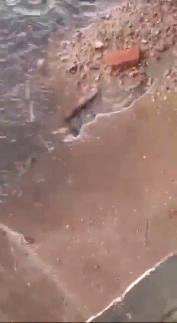 最新老鼠爆料新闻视频,揭秘视频背后的惊人真相