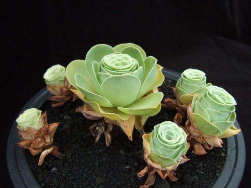 山地玫瑰网友爆料视频,揭秘神秘视频背后的惊人真相 第3张 山地玫瑰网友爆料视频,揭秘神秘视频背后的惊人真相 第3张